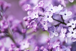 Spring Purple Flowers15195179 300x200 - Spring Purple Flowers - Spring, Purple, Flowers, Camomille